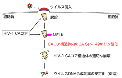 日本团队发现艾滋病病毒传染之宿主蛋白